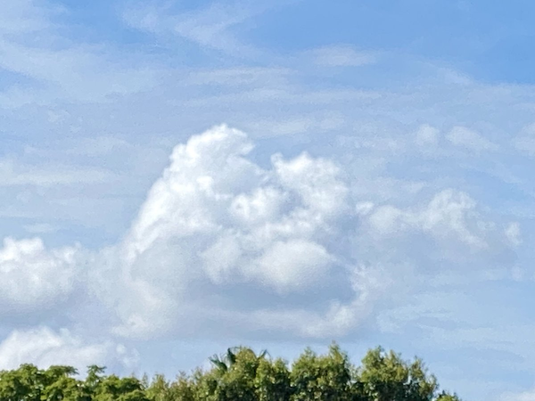 I Saw a Cat in the Clouds